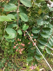 Lagerstroemia subcostata