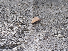 Pechipogo plumigeralis