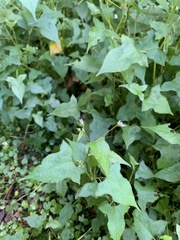Persicaria biconvexa