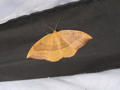 Watsonalla cultraria