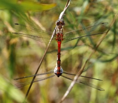 Sympetrum ambiguum
