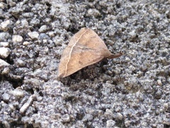 Pechipogo plumigeralis