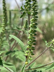 Ambrosia artemisiifolia