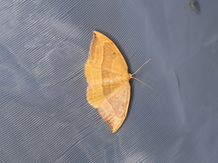 Watsonalla cultraria