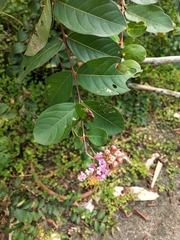 Lagerstroemia subcostata