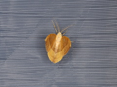 Watsonalla cultraria