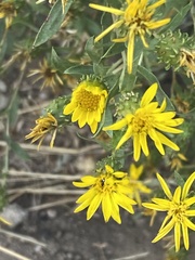 Grindelia squarrosa