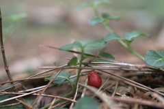 Mitchella repens