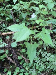 Persicaria biconvexa
