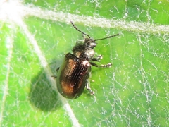 Phratora vitellinae