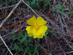 Cistus lasianthus