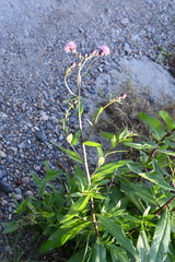 Cirsium arvense integrifolium