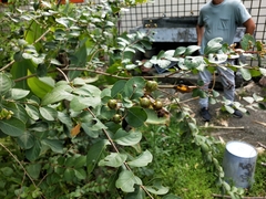 Lagerstroemia subcostata