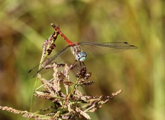 Sympetrum ambiguum