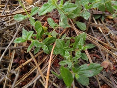 Cistus lasianthus