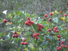 Crataegus pinnatifida