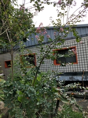 Lagerstroemia subcostata