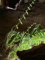 Polypodiopsida