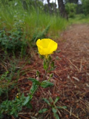 Cistus lasianthus