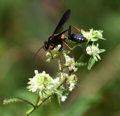 Sphex flavovestitus