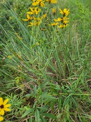 Helianthus angustifolius