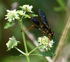 Sphex flavovestitus