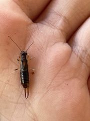 Labidura riparia
