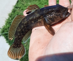 Neogobius melanostomus