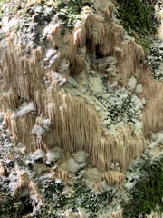 Radulomyces copelandii