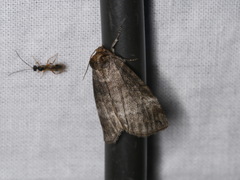 Ochropacha duplaris