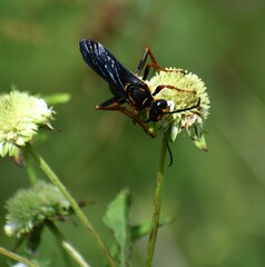 Sphex flavovestitus