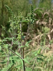 Ambrosia artemisiifolia