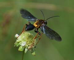 Sphex flavovestitus