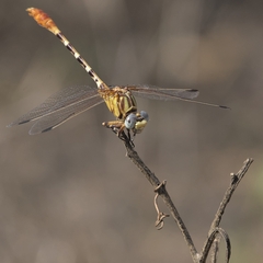 Erpetogomphus designatus
