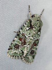 Lacinipolia laudabilis