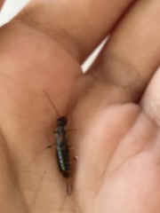 Labidura riparia