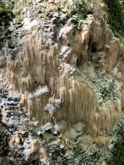 Radulomyces copelandii