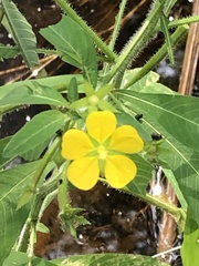 Ludwigia leptocarpa