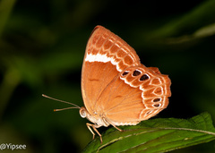Abisara echerius