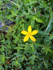 Hypericum nagasawae