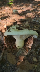Lactifluus piperatus