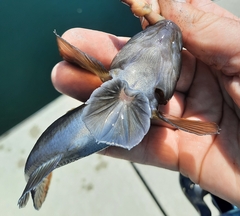 Neogobius melanostomus