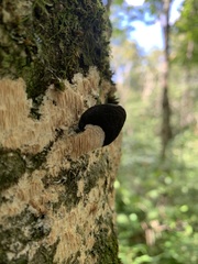 Radulomyces copelandii