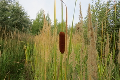 Typha angustifolia