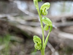 Pterostylis mutica