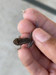 Eleutherodactylus planirostris