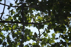 Leiothlypis peregrina