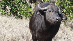 Syncerus caffer caffer