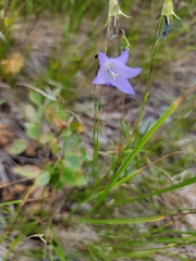Campanula alaskana