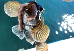 Neogobius melanostomus